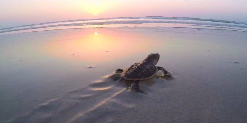 yp街机(中国)电子游戏官网